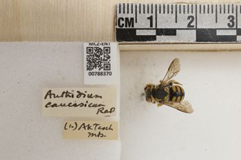 Media type: image;   Entomology 788370 Aspect: Labels